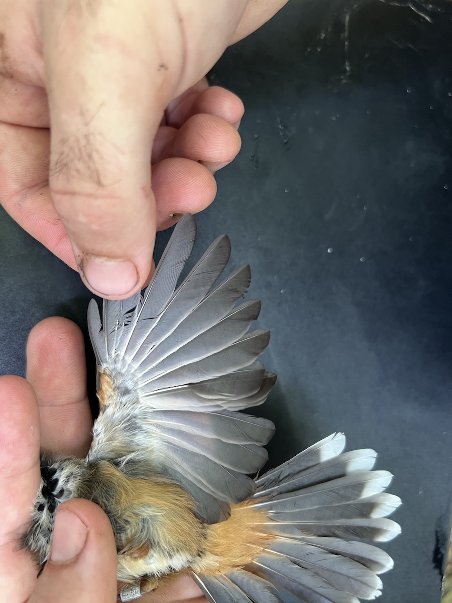Micronesian Rufous Fantail (Marianas) - ML642466547
