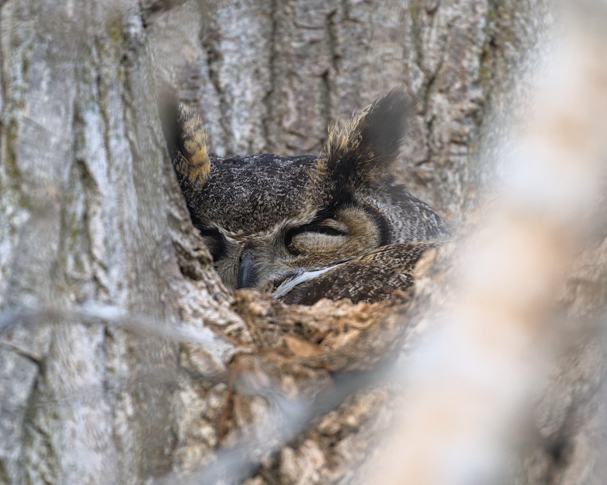 Great Horned Owl - ML642466550