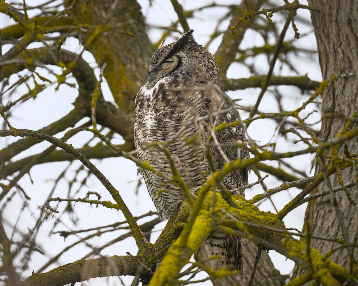 Great Horned Owl - ML642466551