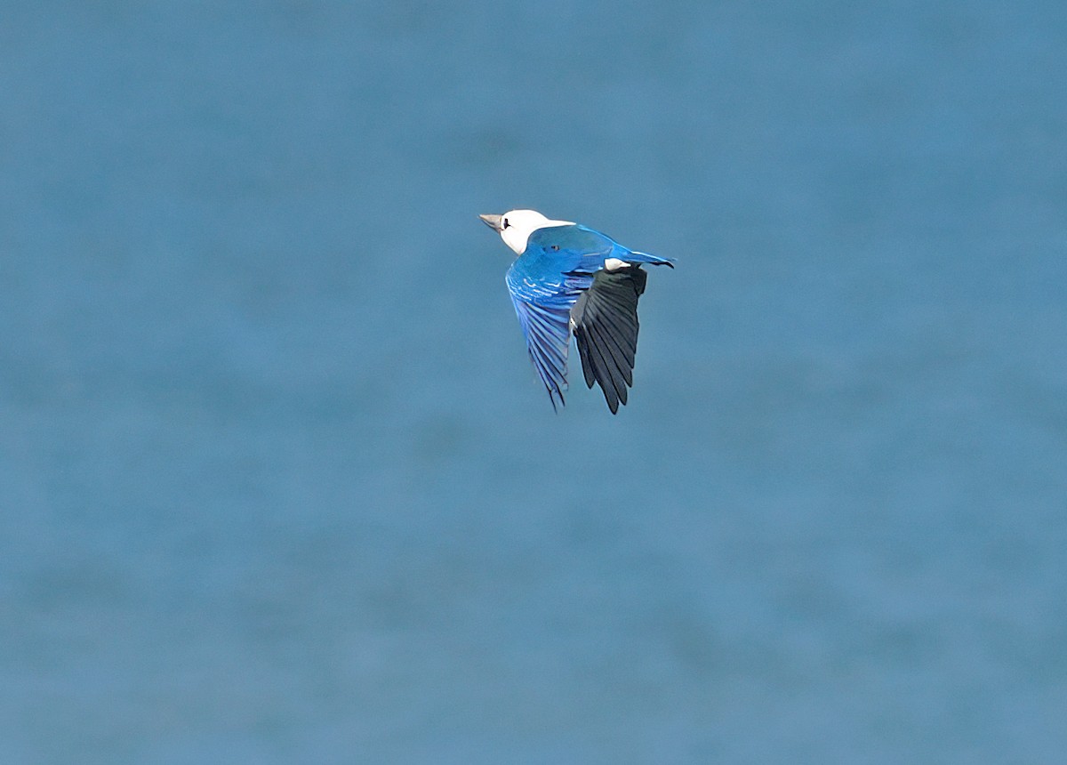 Beach Kingfisher (Beach) - ML642466562