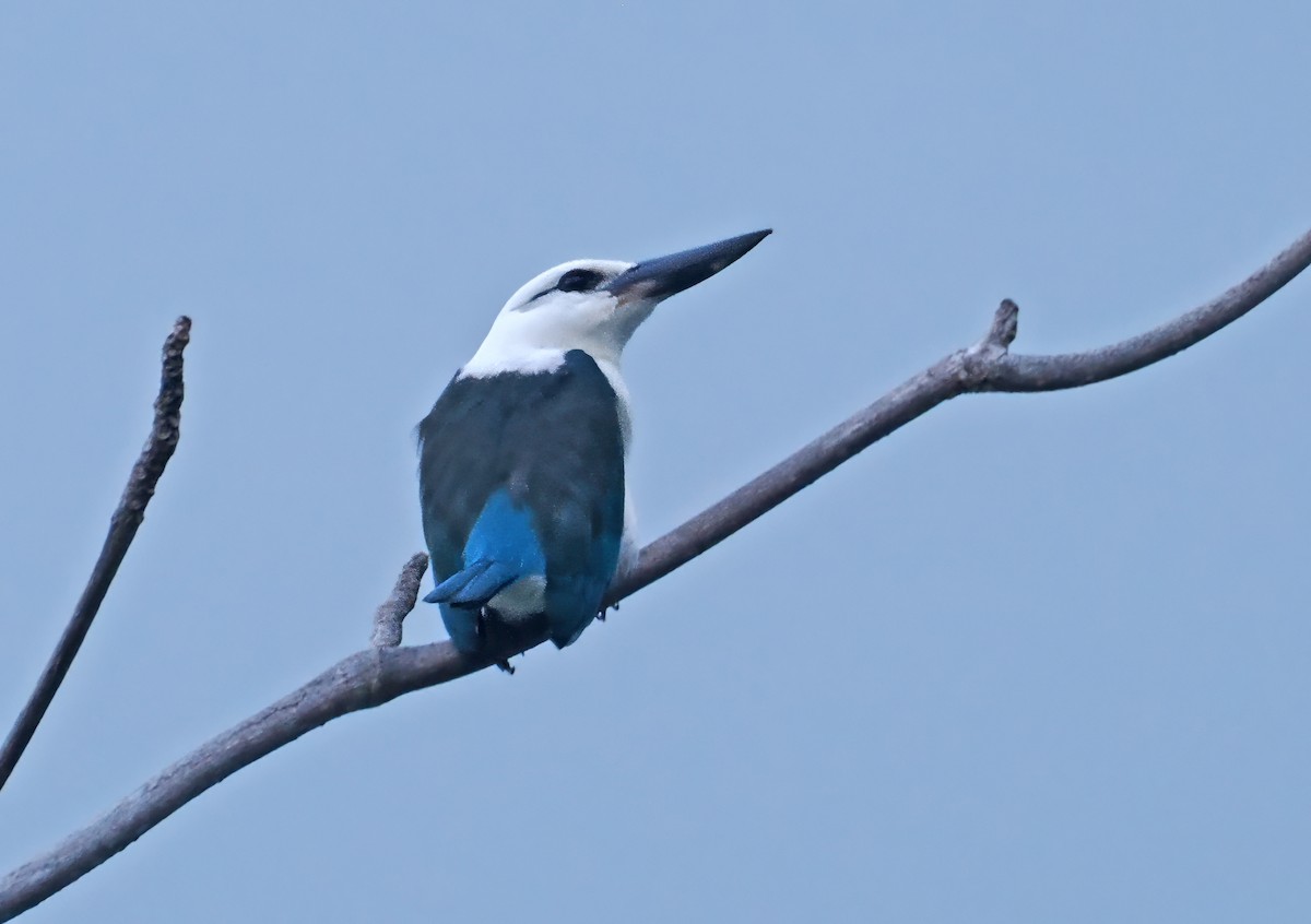 Beach Kingfisher (Beach) - ML642466563