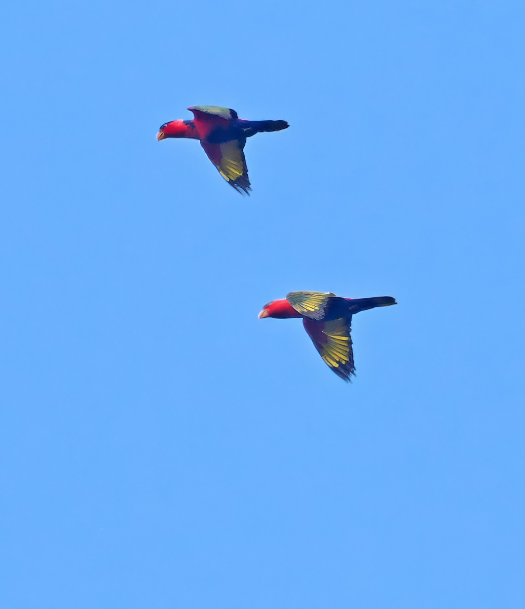 Black-capped Lory - ML642466565