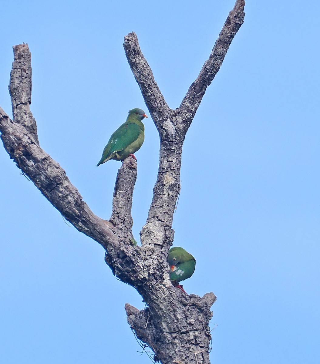 Claret-breasted Fruit-Dove - ML642466566