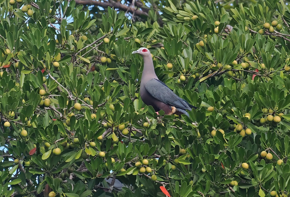 Pinon's Imperial-Pigeon (Gray-headed) - ML642466567