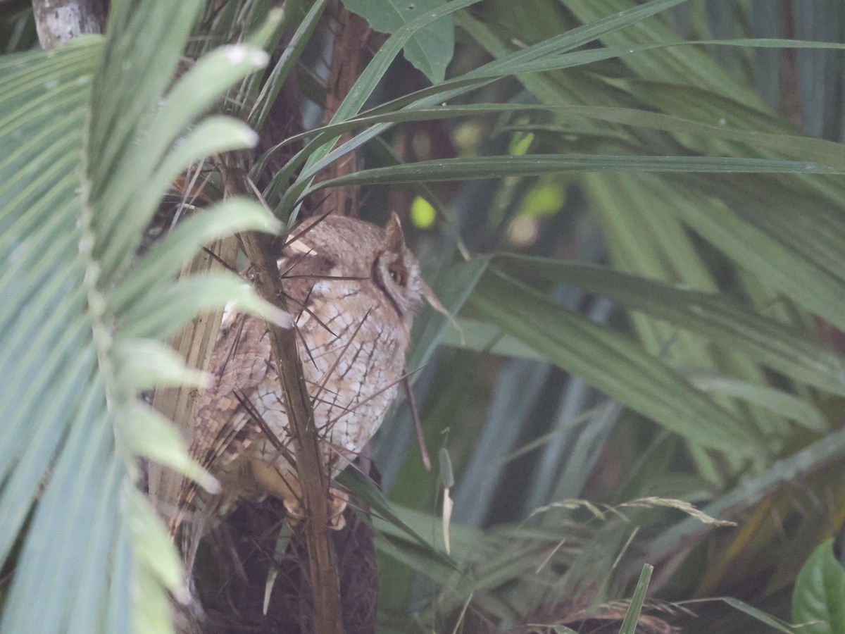 Tropical Screech-Owl - ML642466570