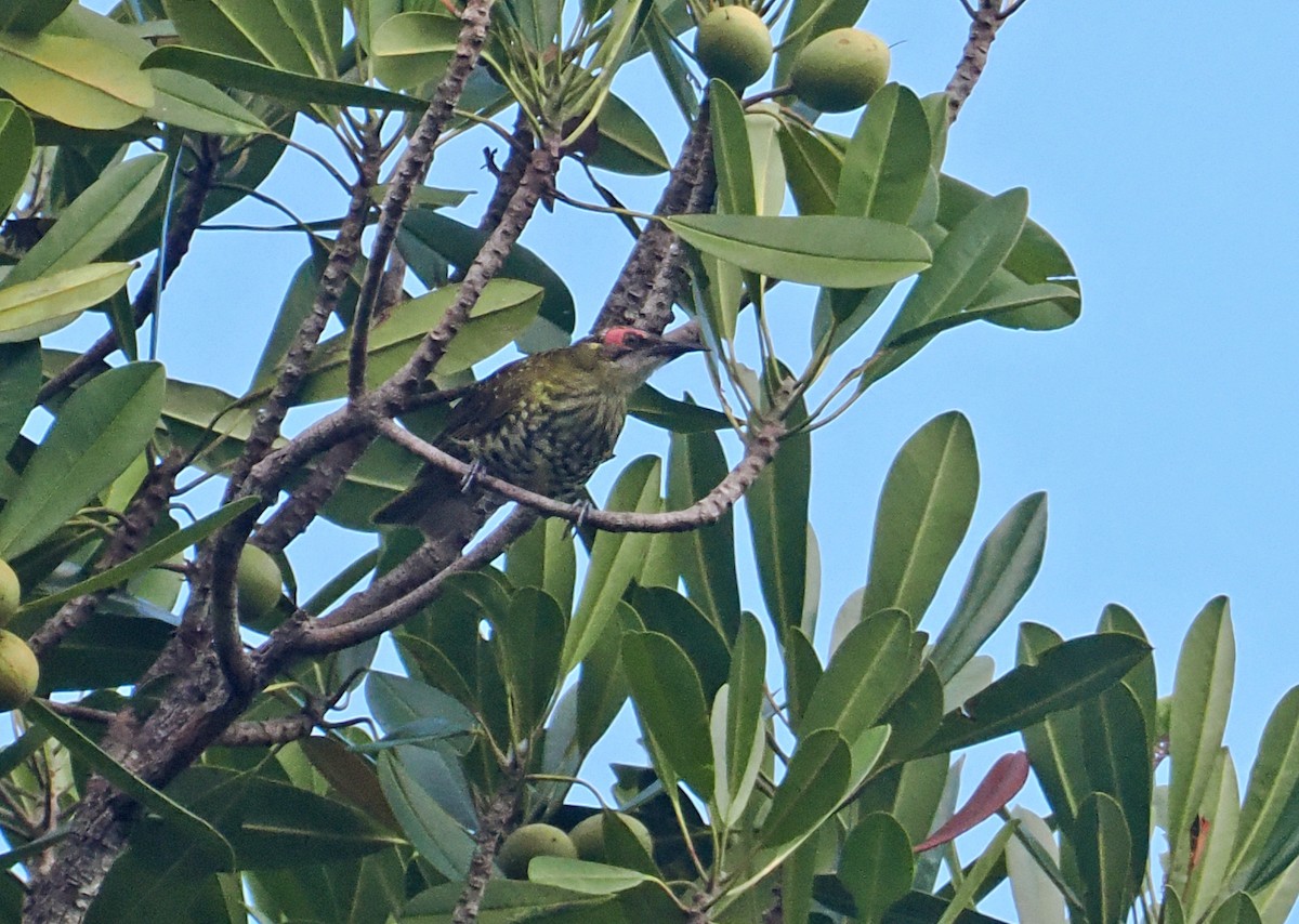 Spotted Honeyeater - ML642466571