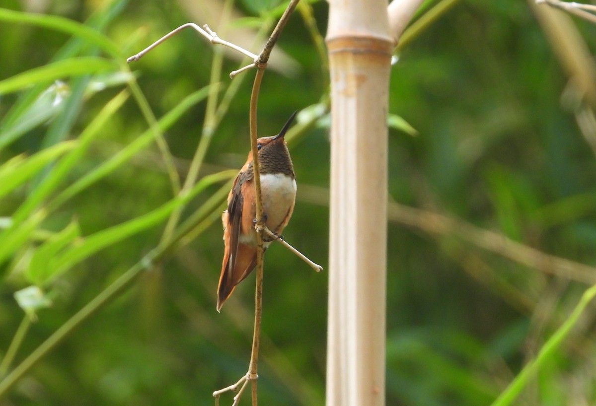 Rufous Hummingbird - ML642466595