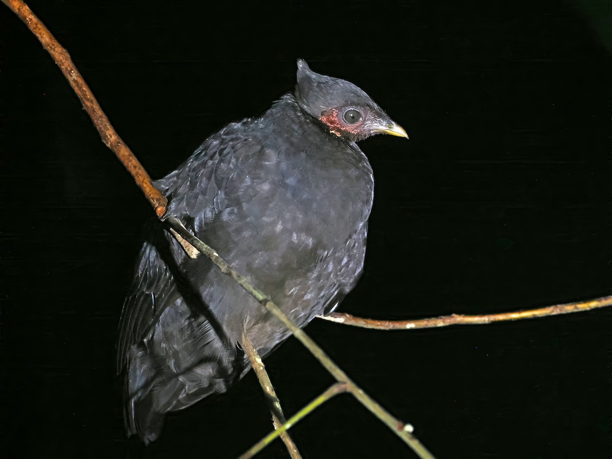 Dusky Megapode (Dusky) - ML642466597