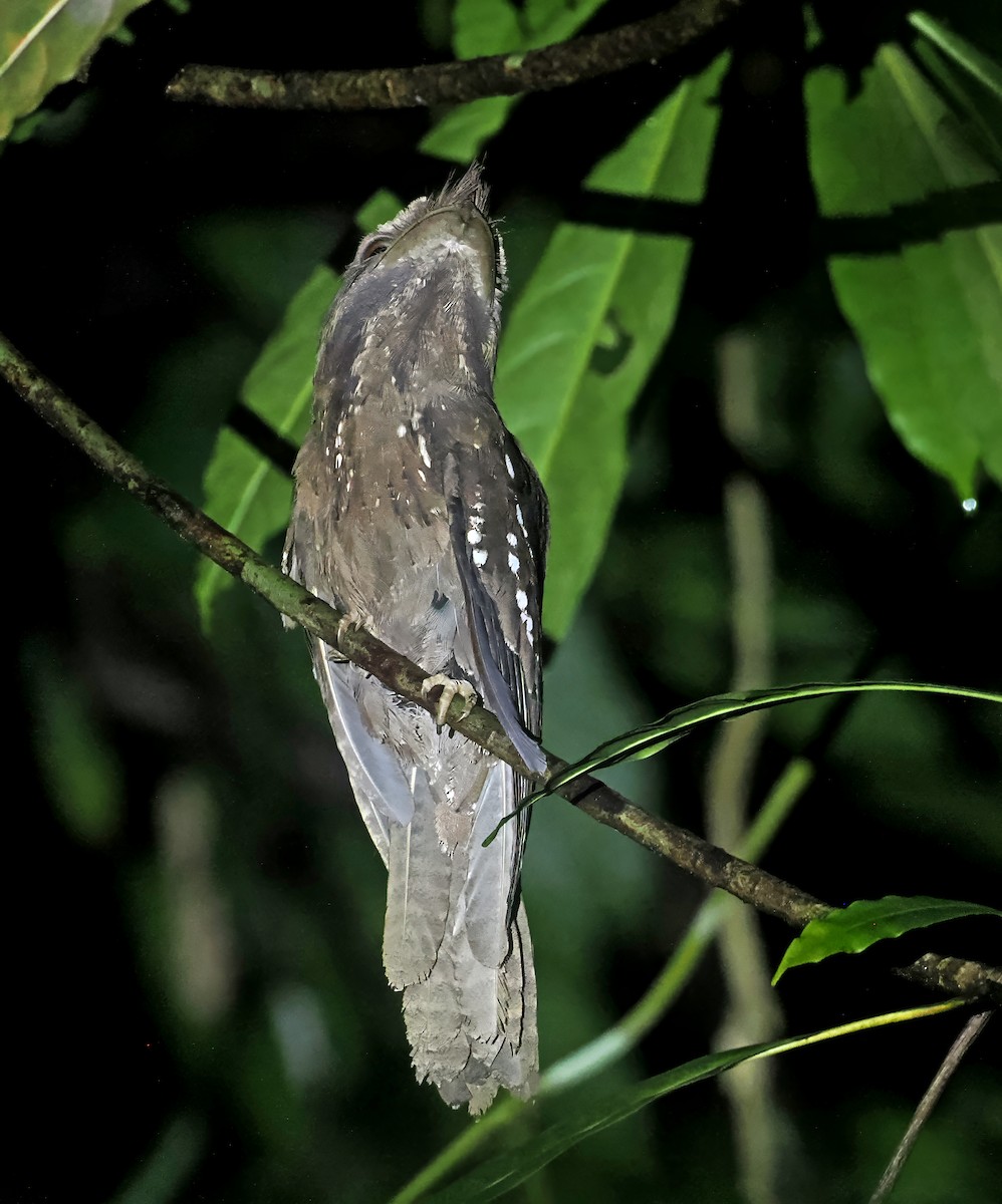 Marbled Frogmouth (Marbled) - ML642466604