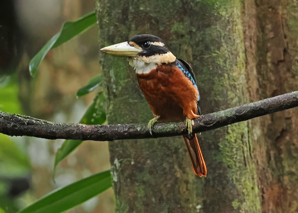 Rufous-bellied Kookaburra - ML642466605