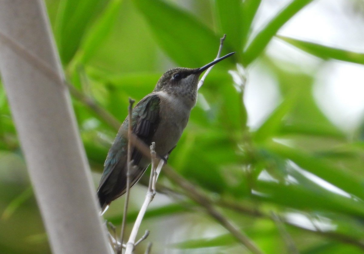 Ruby-throated Hummingbird - ML642466613
