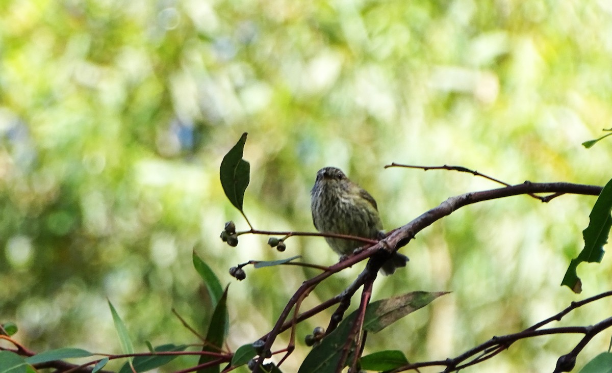 Striated Thornbill - ML642466618