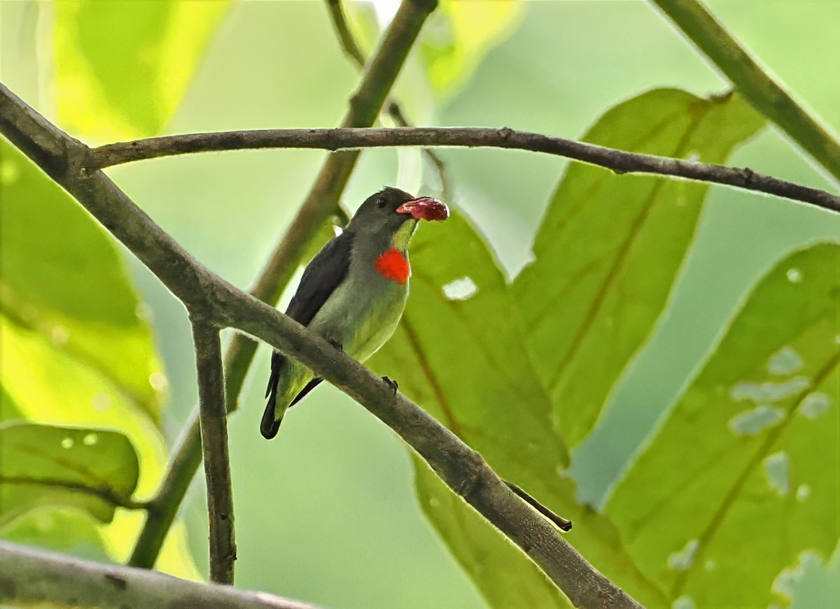 Olive-crowned Flowerpecker - ML642466624