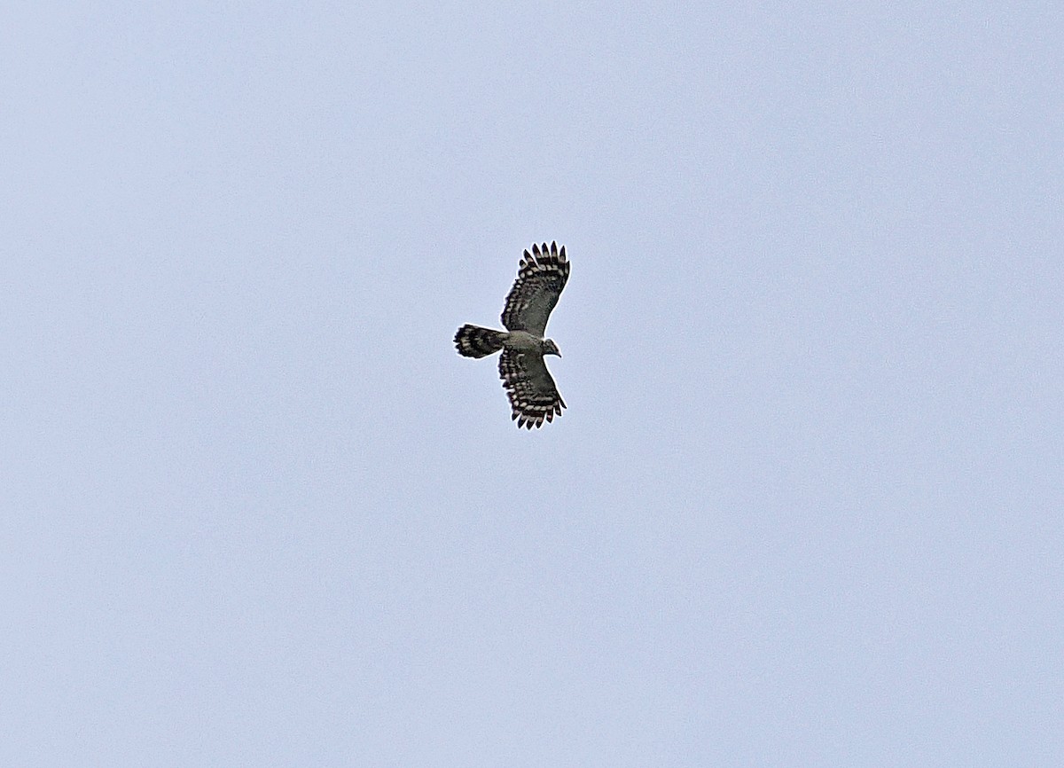 Long-tailed Honey-buzzard - ML642466645