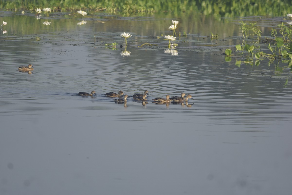 Lesser Whistling-Duck - ML642466646