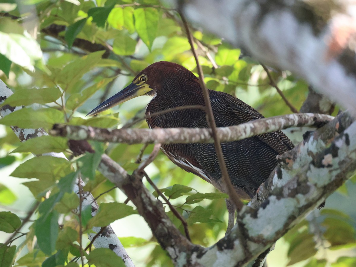 Rufescent Tiger-Heron - ML642466647