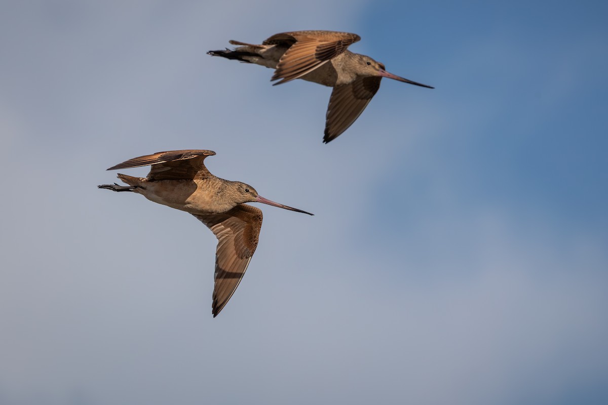 Marbled Godwit - ML642466649