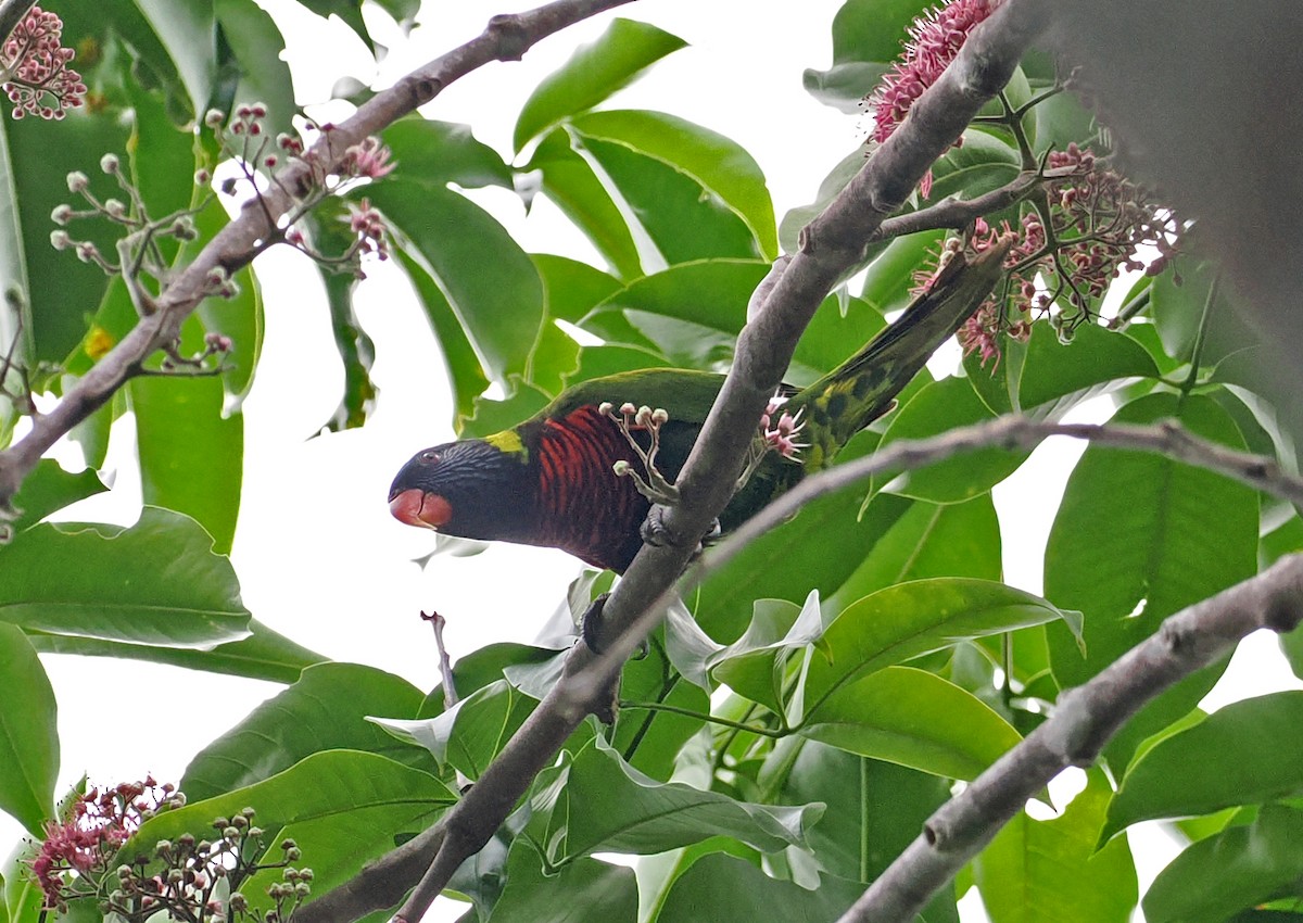 Coconut Lorikeet - ML642466675