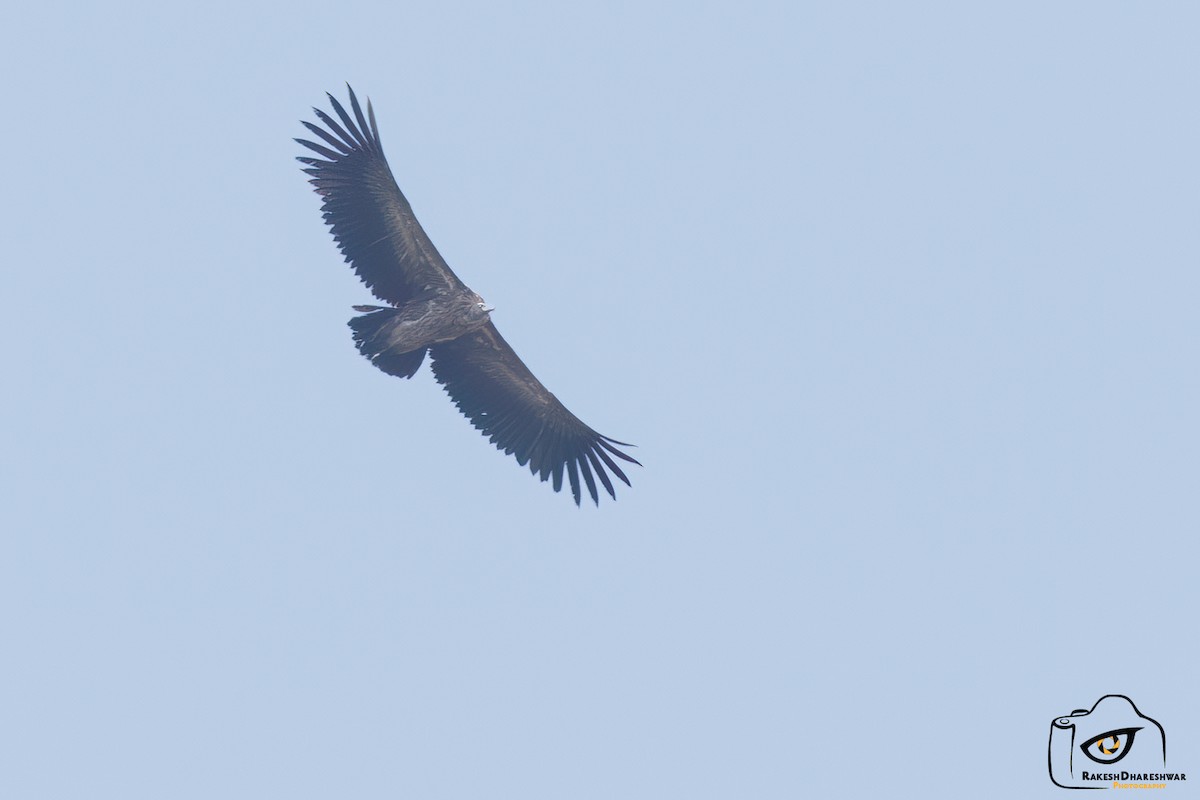 Кумай - ML642466677