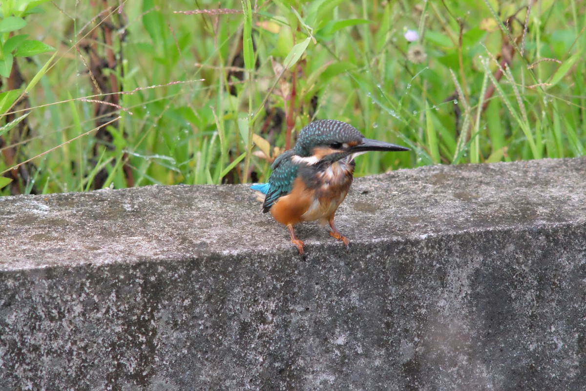 Common Kingfisher - ML642466686