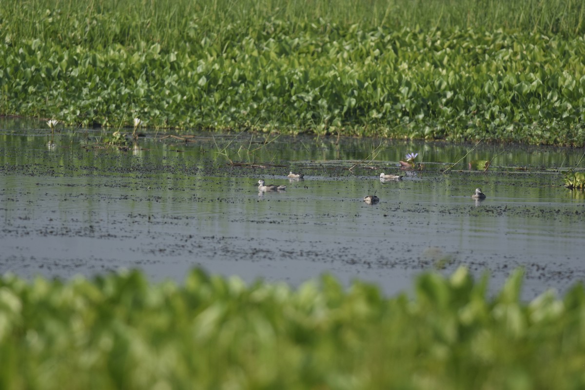 Cotton Pygmy-Goose - ML642466687