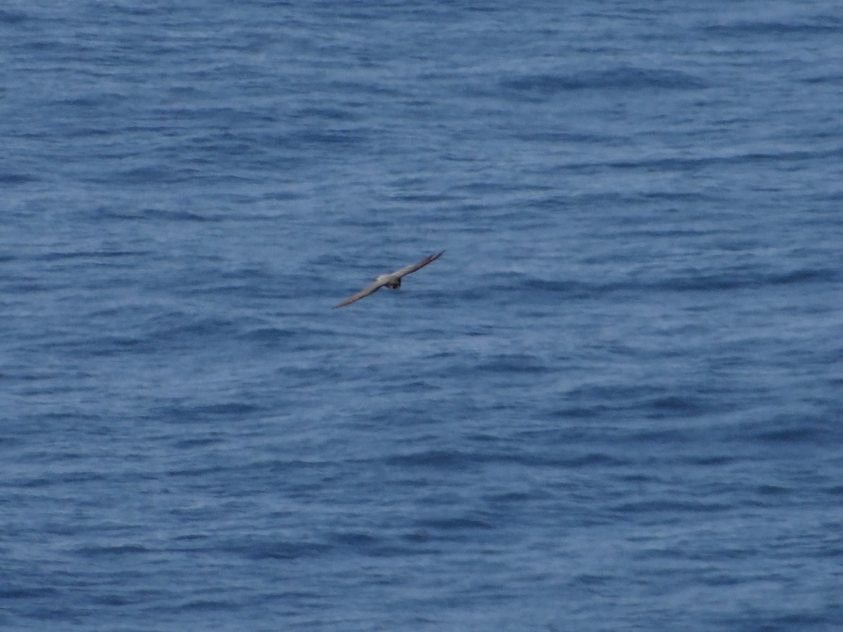 Peregrine Falcon (African) - ML642466706