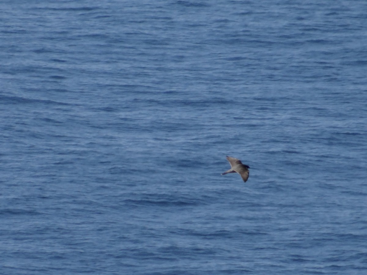 Peregrine Falcon (African) - ML642466707