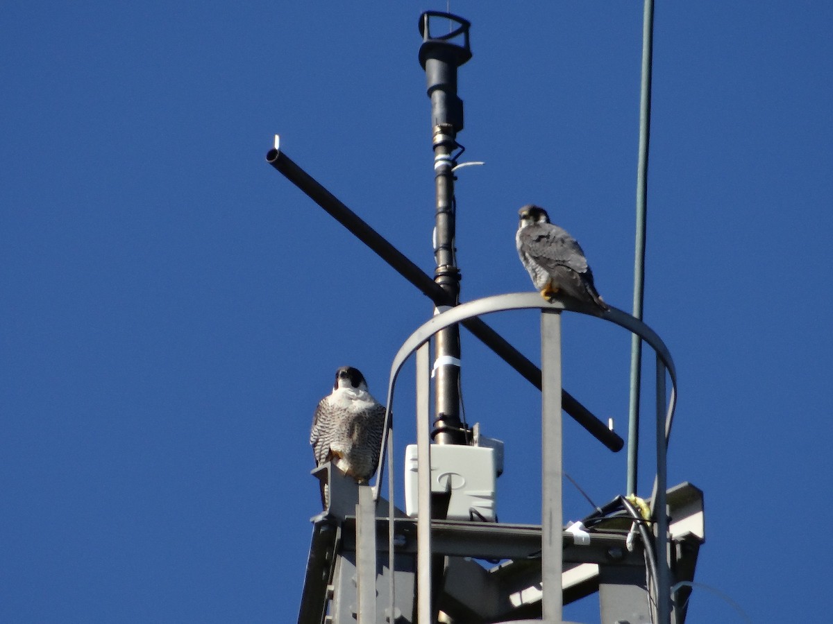 Peregrine Falcon (African) - ML642466708