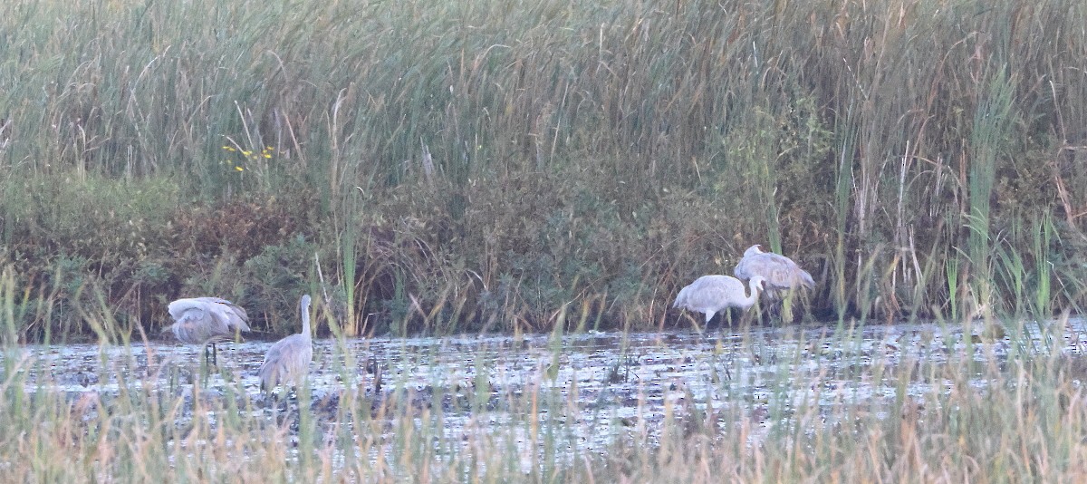 Sandhill Crane - ML642466712
