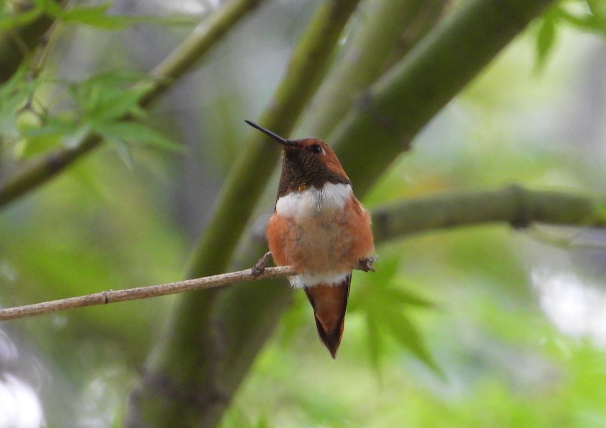 Rufous Hummingbird - ML642466715