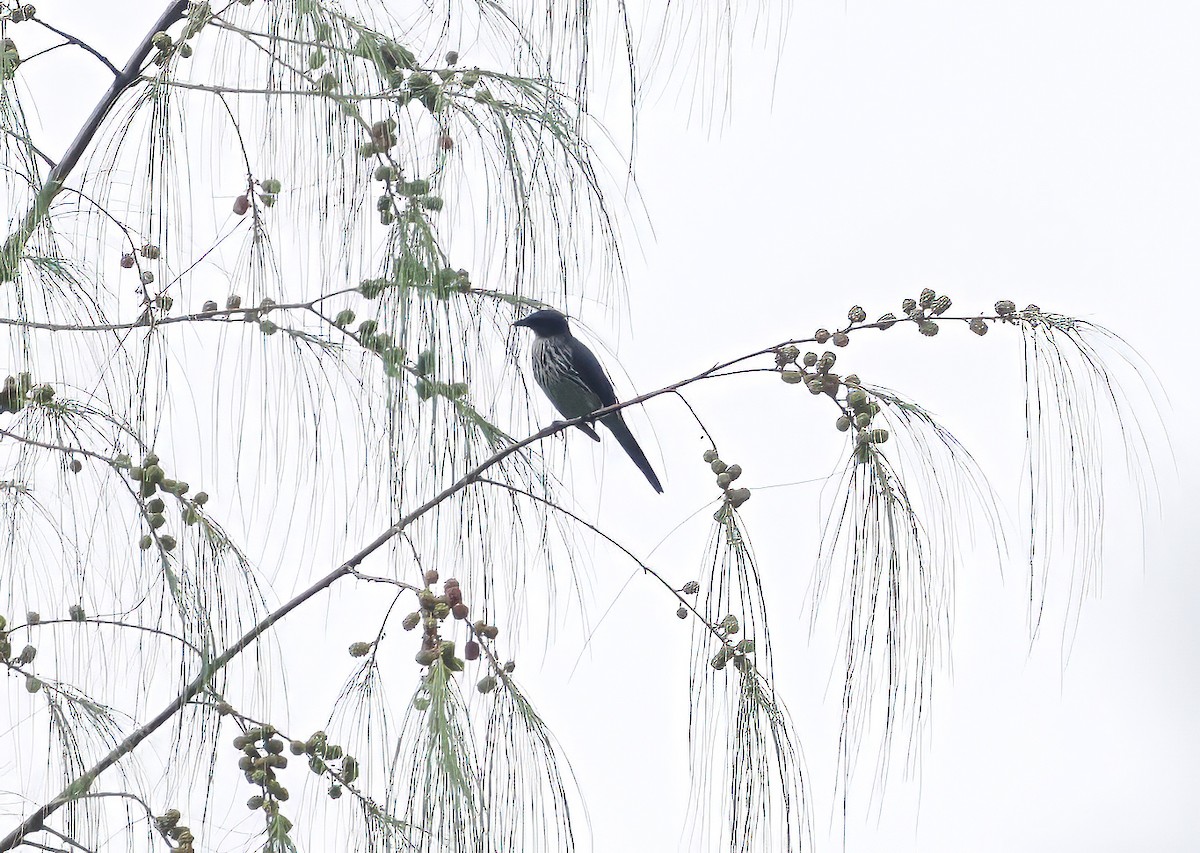 Moluccan Starling - ML642466721
