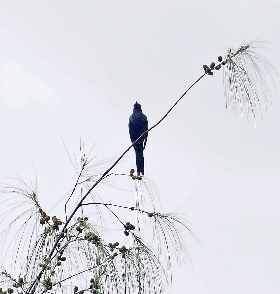 Moluccan Starling - ML642466722