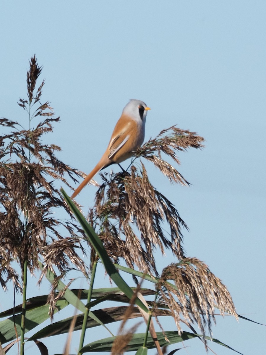 Bearded Reedling - ML642466723