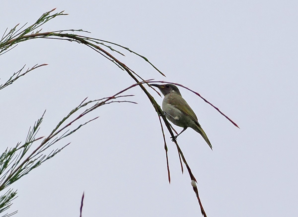 Olive Honeyeater - ML642466726