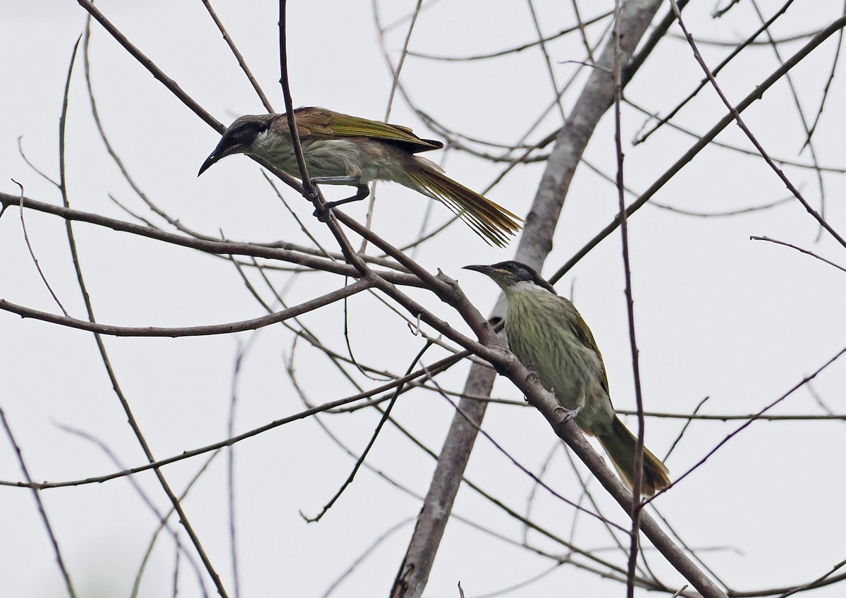 Varied Honeyeater - ML642466733