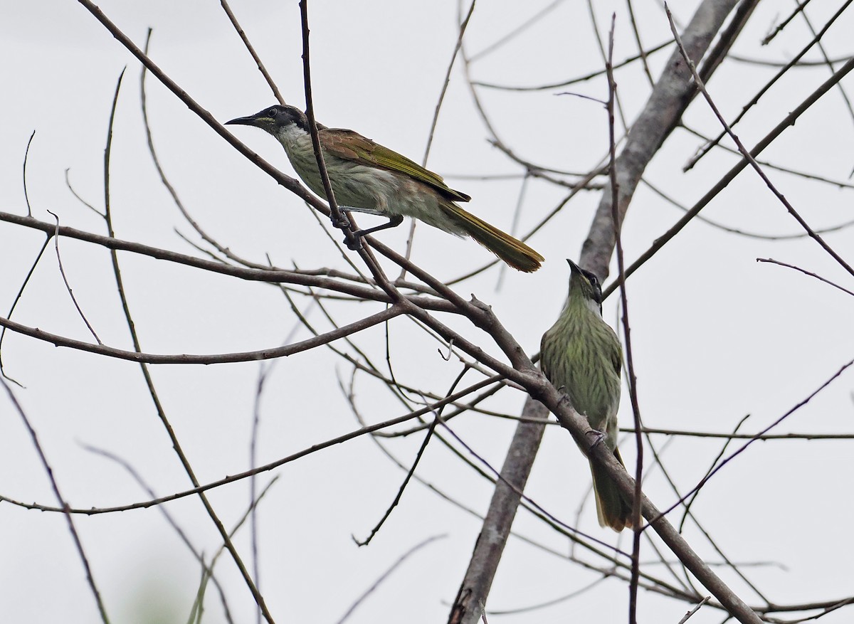 Varied Honeyeater - ML642466734