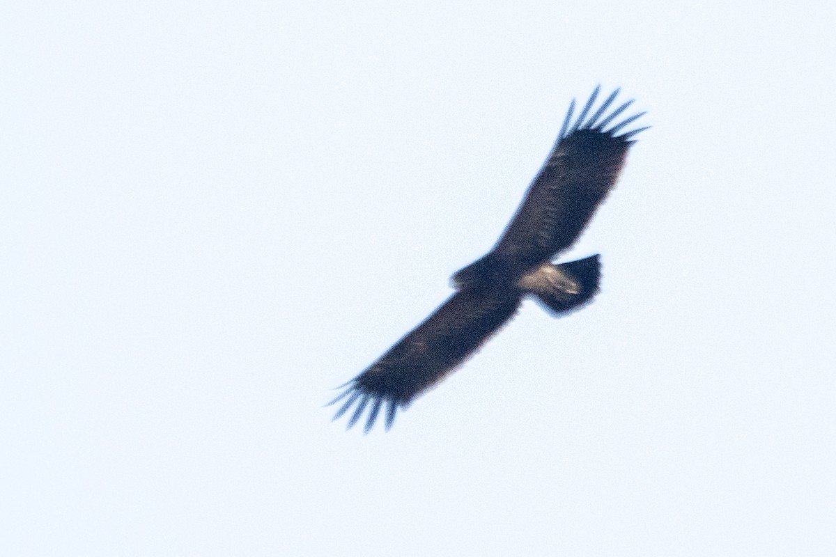Lesser Spotted Eagle - ML642466757