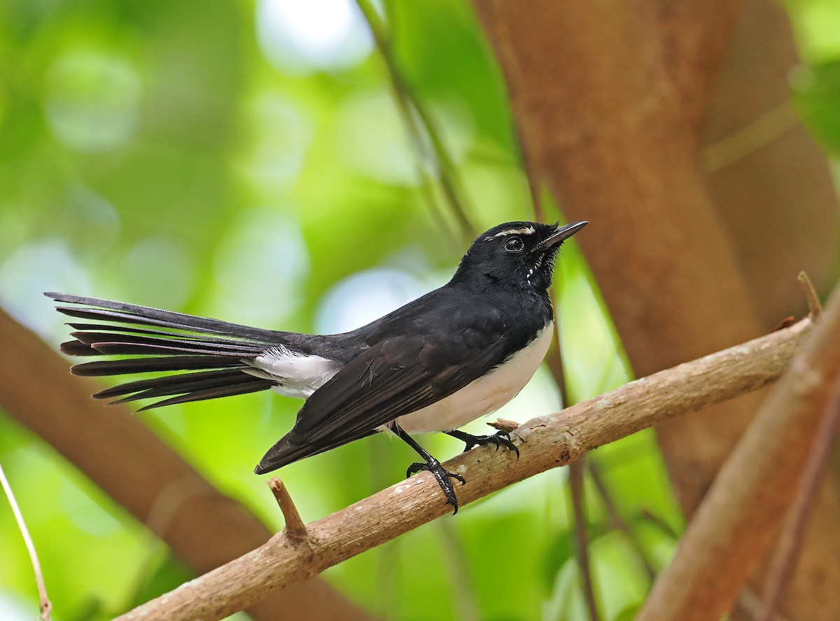 Willie-wagtail - ML642466758