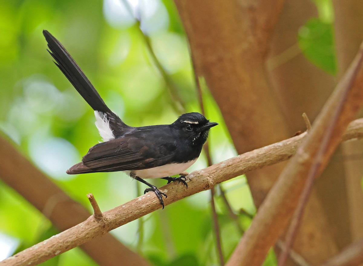 Willie-wagtail - ML642466759