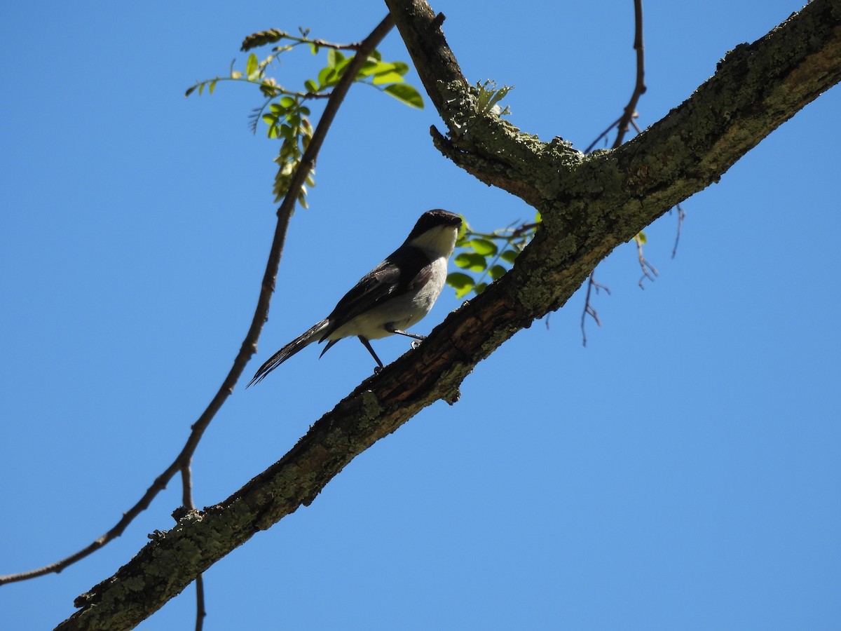 Fiscal Flycatcher - ML642466760