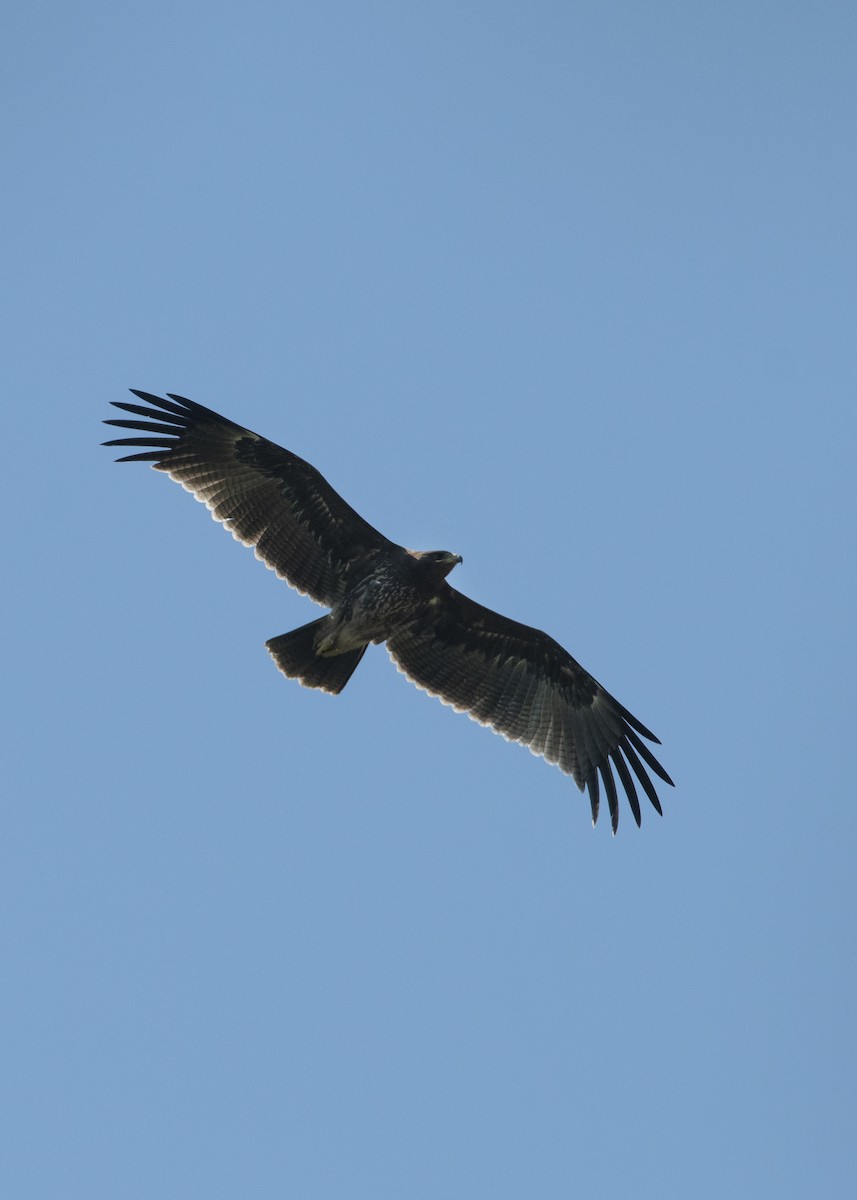 Indian Spotted Eagle - ML642466761