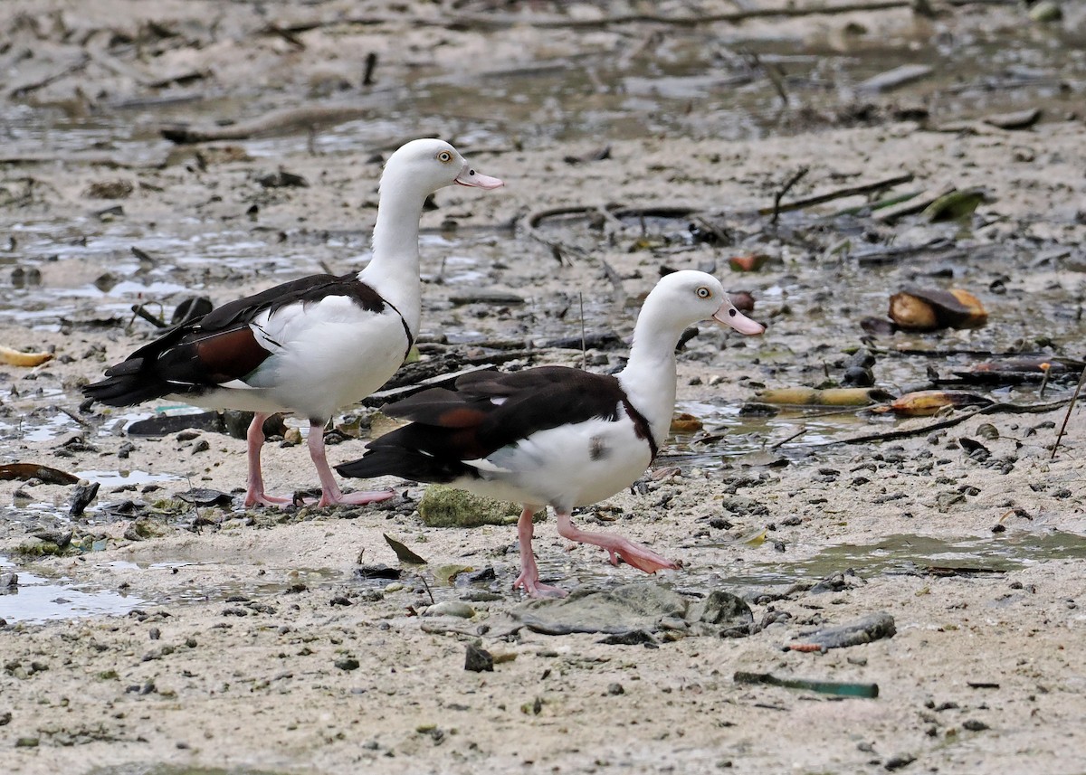 Radjah Shelduck - ML642466762