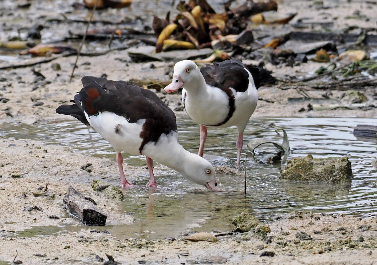 Radjah Shelduck - ML642466763