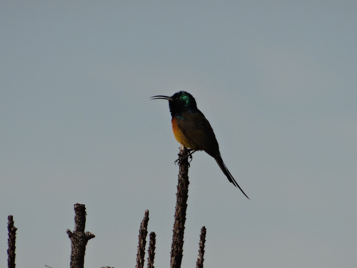 Orange-breasted Sunbird - ML642466765