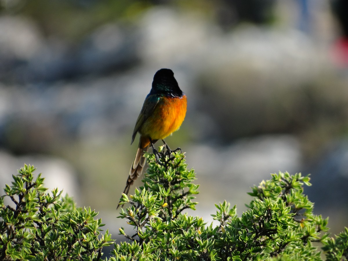 Orange-breasted Sunbird - ML642466766