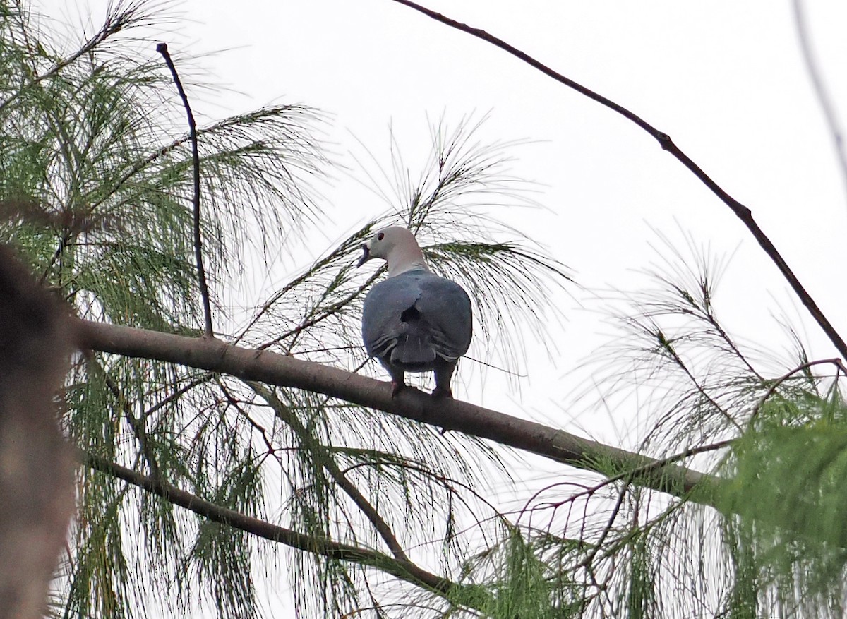 Spice Imperial-Pigeon - ML642466767