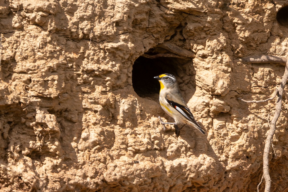 Striated Pardalote - ML642466768