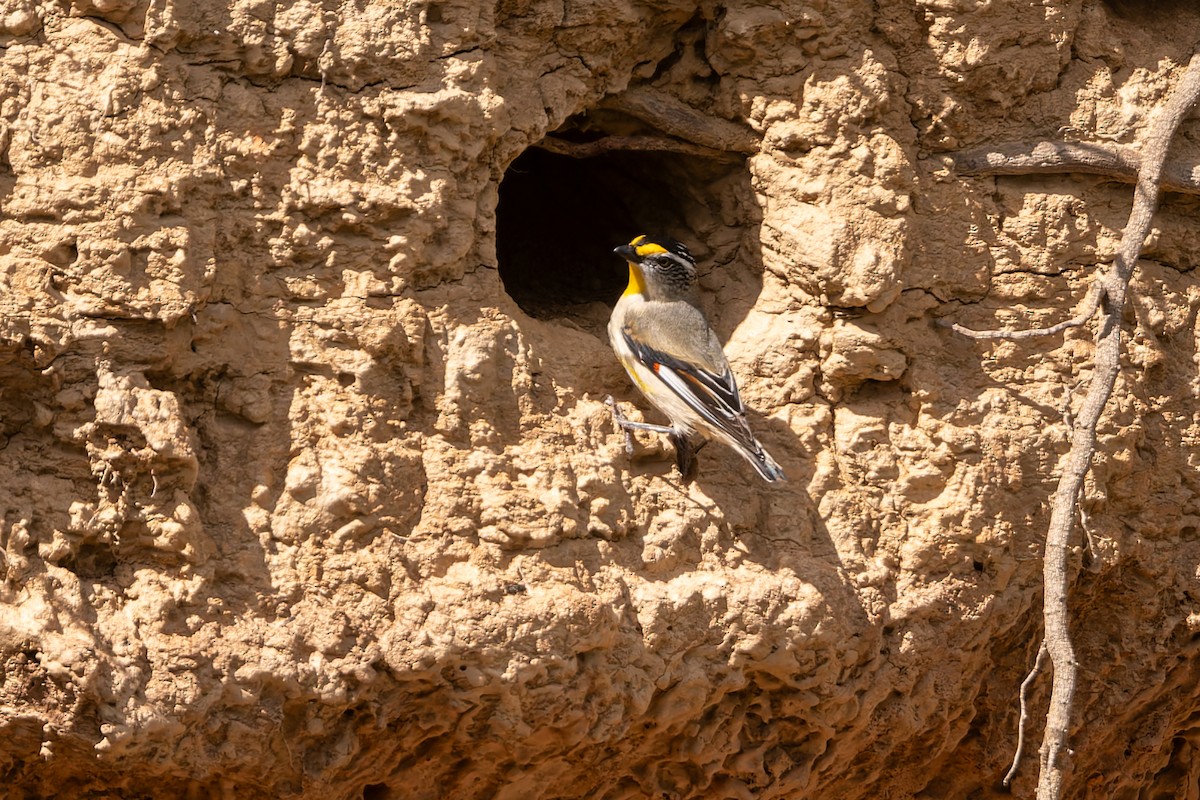 Striated Pardalote - ML642466769