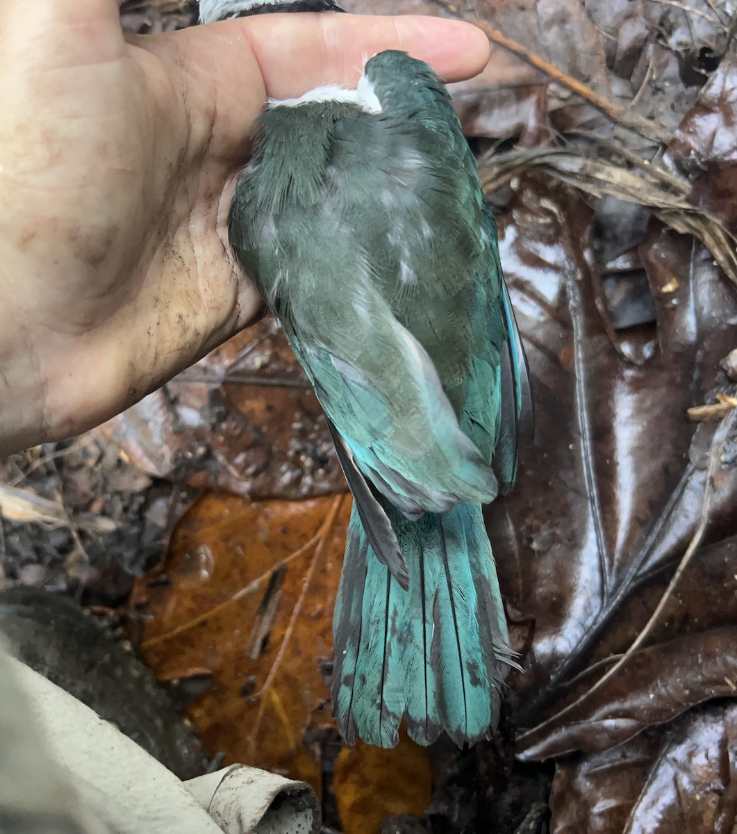 Mariana Kingfisher - ML642466771