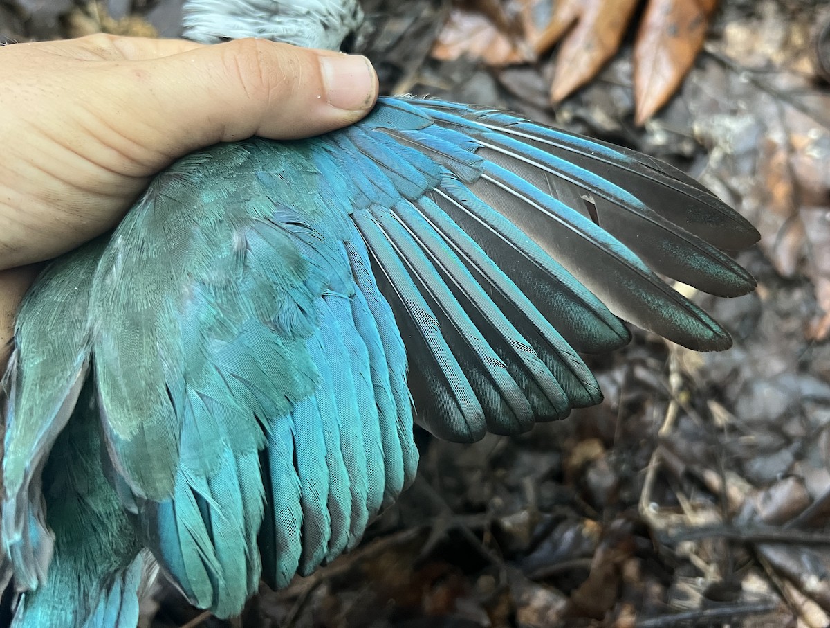 Mariana Kingfisher - ML642466773